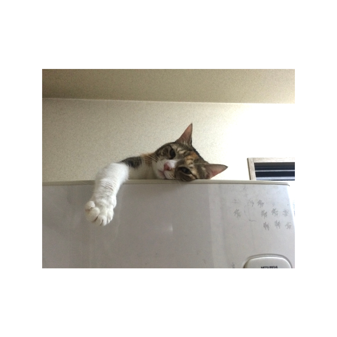 ねこ